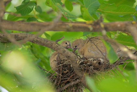 幼鸽Streptopelia decaocto在巢中