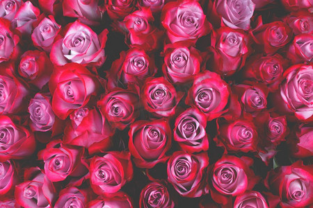 美丽的情人节粉色玫瑰花背景。粉色玫瑰花背景