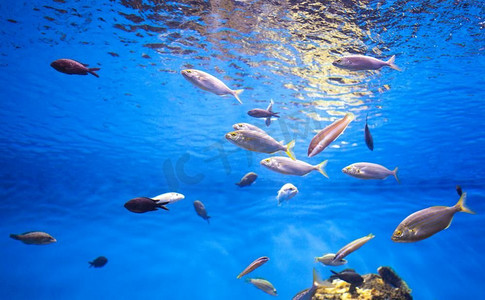 海洋中的金枪鱼学校在水族馆拍摄的照片。海洋中的金枪鱼学校