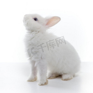 摄影照片_白色背景下隔离的大白兔
