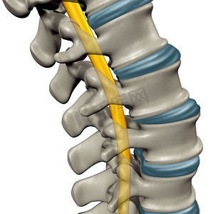 以脊髓解剖概念为医学标志，以人体中枢神经系统和脊柱为3D插图。