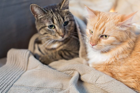 宠物，圣诞节和hygge概念-躺在与毯子的两只猫在家冬天两只猫躺在毯子在家里