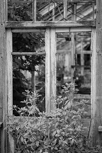 美丽的维多利亚时代古老的温室在黑白的古老的英国花园中留下了废墟