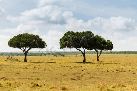游猎摄影照片_自然，风景和野生动物概念-非洲马赛马拉国家级自然保护区稀树草原的相思树。非洲大草原上的相思树