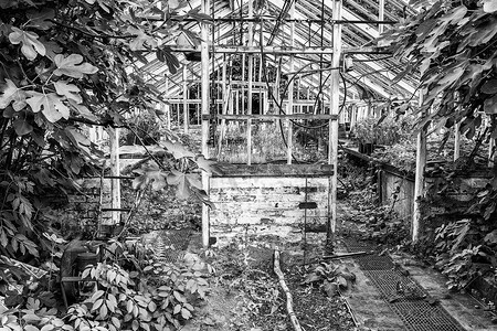 美丽的维多利亚时代古老的温室在黑白的古老的英国花园中留下了废墟
