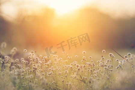 草摄影照片_美丽的自然风景画它由鲜花、草、阳光和朝阳组成，用作背景或墙纸。