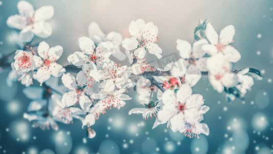 白色鲜花摄影照片_春暖花开。白色的樱花在春天盛开，花朵在绿松石模糊的自然背景下盛开。鲜花盛开，近距离