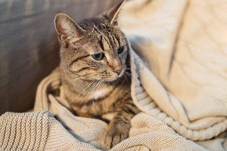 宠物和hygge概念-躺在毯子的虎斑猫在家冬天虎斑猫躺在毯子在家里在冬天
