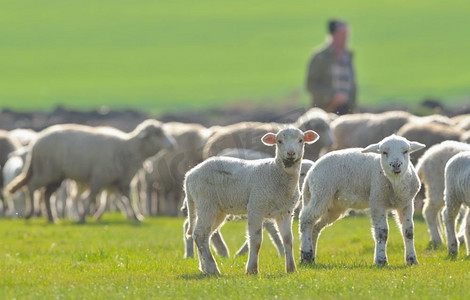 春天田野里的绵羊和羔羊