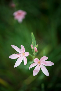 秋天郁金香花朵的美丽宏观形象