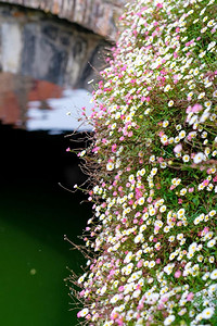 春季旅行摄影照片_布鲁日(Brugge)有水渠和桥梁的美丽花田，比利时佛兰德斯，春季。