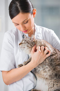 兽医在诊所里抱着一只猫并让它平静下来