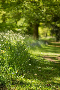 清绿色摄影照片_美丽的田野浅深处春日阳光下的英国森林和乡村的清新景观