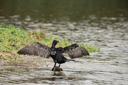 蝎子在河岸上张开翅膀的自然形象