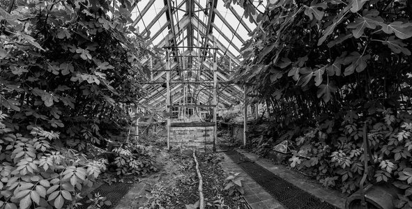美丽的老维多利亚时代温室左ro废墟在老英国花园在黑色和白色