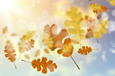 季节性图片摄影照片_秋天的落叶背景图片与秋天的叶子。文本位置