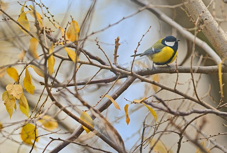 山雀摄影照片_大山雀，秋枝树上的山雀