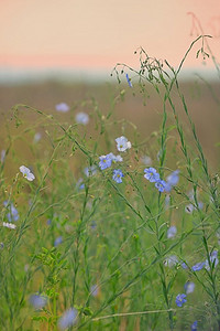 莲花田，田野上开着蓝色的花。睡莲花田，蓝色花朵
