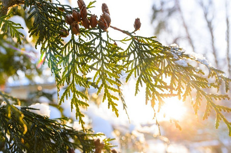 圣诞树摄影照片_夕阳西下，雪白的树枝。多雪的冬天的圣诞树树枝上挂着落日的球果