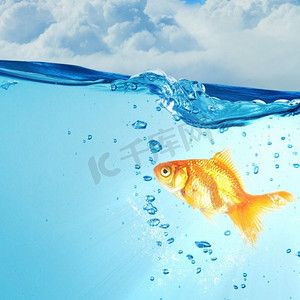 水中有金鱼。在碧蓝的水中游来游去的金鱼