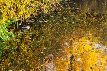 秋日池塘里的鸭子。秋天公园池塘里的两只绿头鸭