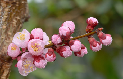 鲜艳、粉色、柔软的春天樱花和露珠