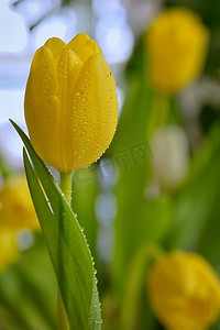 黄色花卉摄影照片_黄色郁金香与露水滴在春天的时候