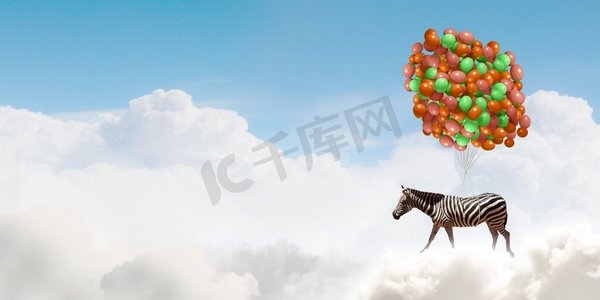 会飞的斑马。斑马在天空中飞行的幻想形象在一束五颜六色的气球
