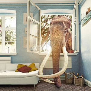 房间窗户里的大象，照片组合概念