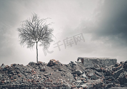 枯树。站在废墟上的枯树的概念形象
