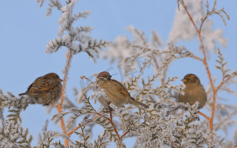 小麻雀在松树树枝在冬天
