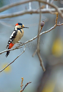 树早午餐上的雄性大斑点啄木鸟(Dendrocopos Main)