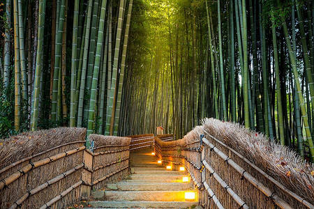 日本京都的荒山竹林