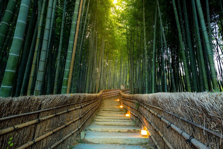 日本京都的荒山竹林