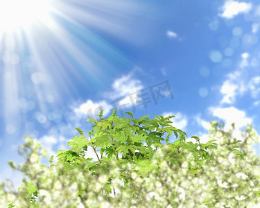 蔚蓝的天空和灿烂的阳光映衬着鲜花盛开