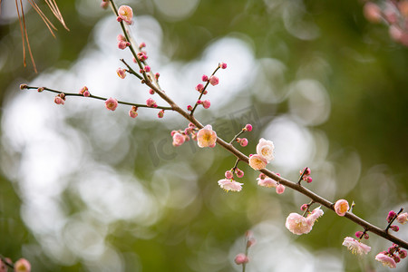 腊八送福摄影照片_春天生机植物花朵梅花