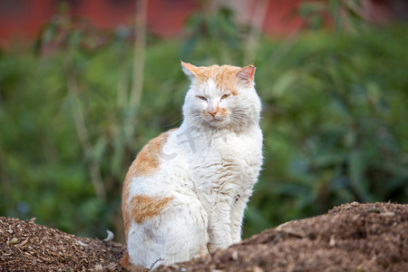 猫咪流浪猫可爱毛茸茸橘猫