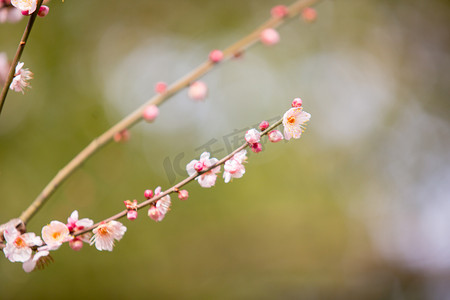 腊八送福摄影照片_春天梅花植物花朵花瓣