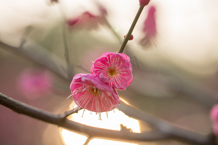 阳光春天腊梅梅花花朵