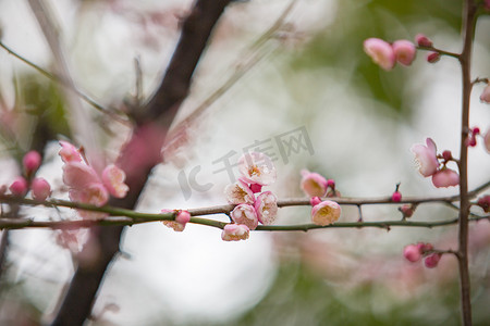 腊八送福摄影照片_花蕊春天梅花枝条植物