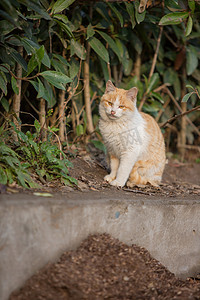 流浪猫摄影照片_流浪猫可爱橘猫橘白猫咪