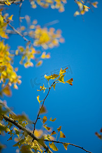 蓝天银杏秋天黄色植物