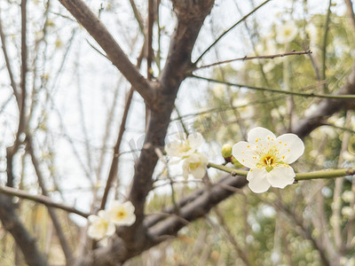 梅花春天生机绿色春季自物花朵鲜花野外大自然树木