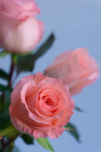 鲜花花朵祝福节日植玫瑰礼物礼浪漫情人节爱