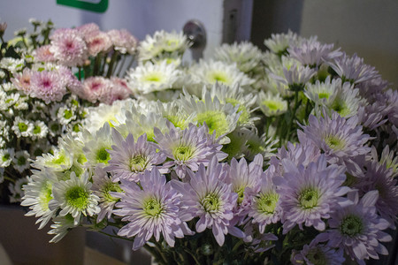 捧花春天插花鲜艳美丽开花立春彩色送花节日菊花雏菊