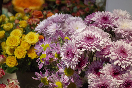 捧花春天插花鲜艳美丽送花节日菊花雏菊彩色开花立春