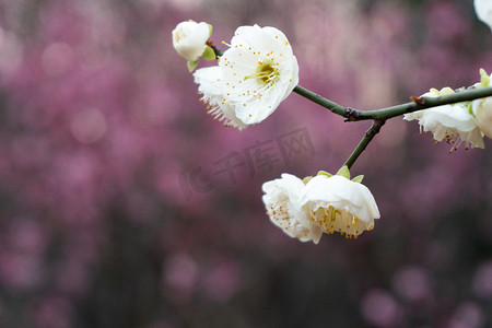 玫红摄影照片_梅花花草繁花自然植物春天绿色粉树野外色花朵鲜花梅花