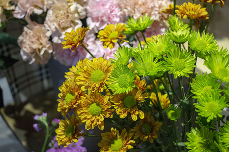 捧花春天插花鲜艳美丽开花立春送花节日菊花雏菊绿色