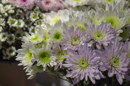 捧花插花鲜艳美丽开花立春送花菊花雏菊彩色春天