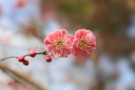 春天盛开的桃花